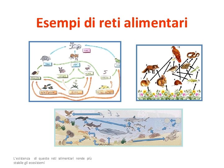 Esempi di reti alimentari L’esistenza di queste reti alimentari rende più stabile gli ecosistemi