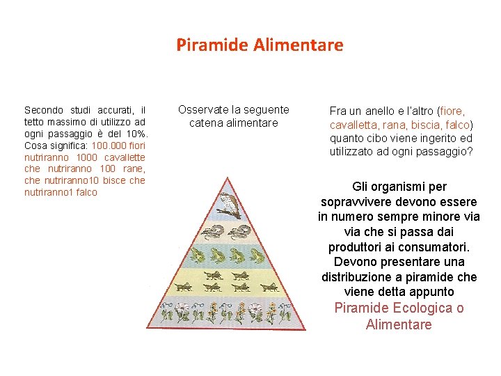 Piramide Alimentare Secondo studi accurati, il tetto massimo di utilizzo ad ogni passaggio è