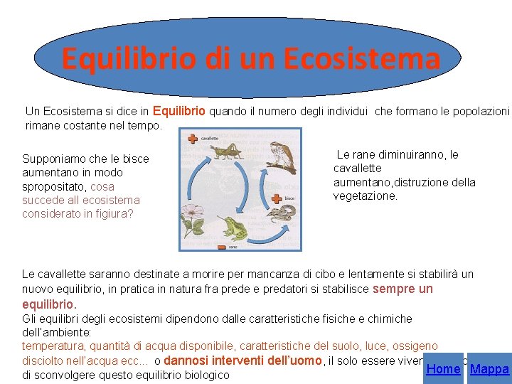 Equilibrio di un Ecosistema Un Ecosistema si dice in Equilibrio quando il numero degli