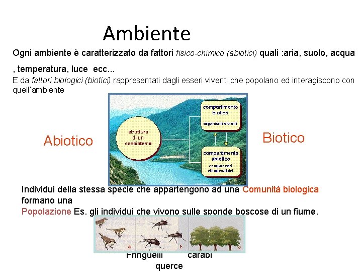 Ambiente Ogni ambiente è caratterizzato da fattori fisico-chimico (abiotici) quali : aria, suolo, acqua