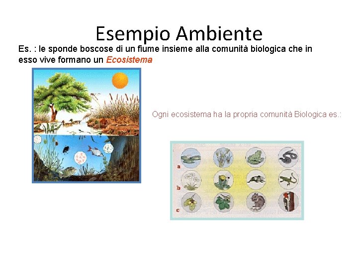 Esempio Ambiente Es. : le sponde boscose di un fiume insieme alla comunità biologica