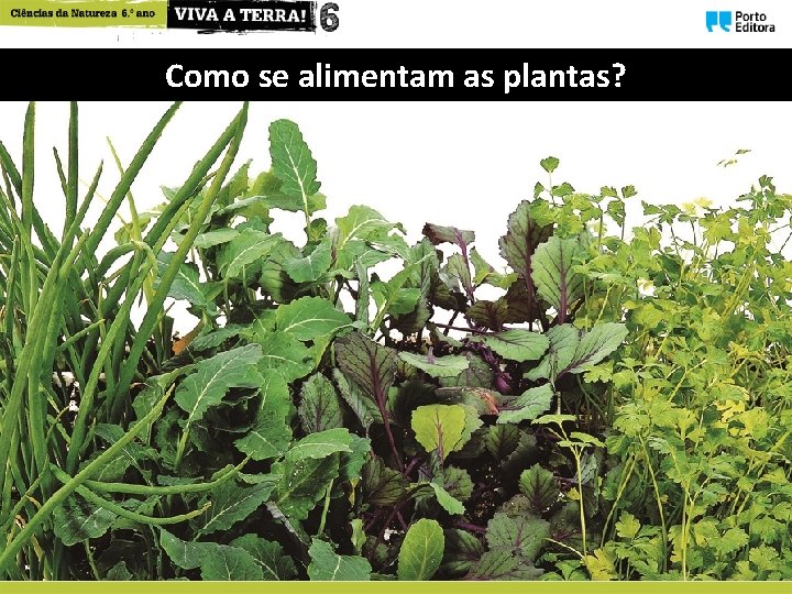 Como se alimentam as plantas As plantas so