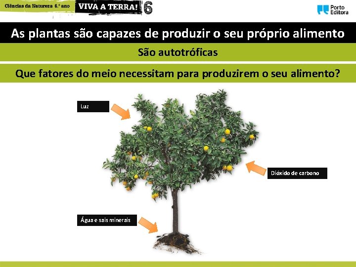 Como se alimentam as plantas As plantas so