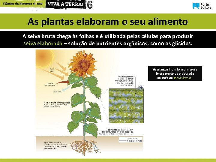 Como se alimentam as plantas As plantas so