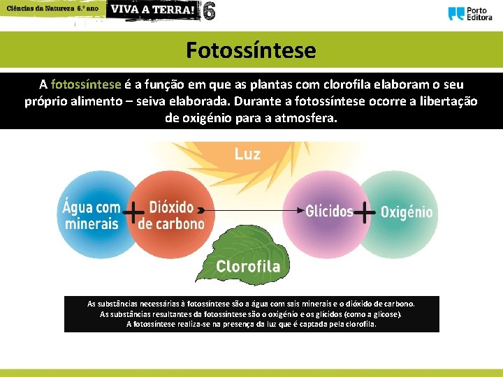 Como se alimentam as plantas As plantas so