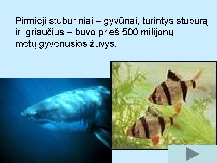 Pirmieji stuburiniai – gyvūnai, turintys stuburą ir griaučius – buvo prieš 500 milijonų metų