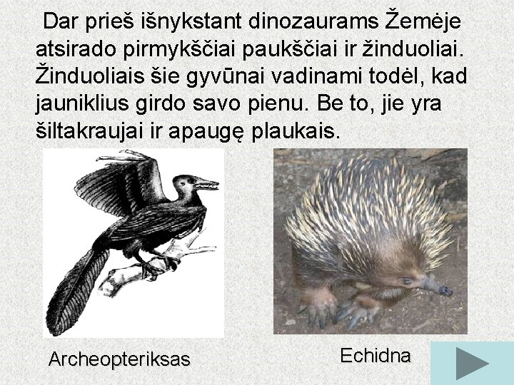 Dar prieš išnykstant dinozaurams Žemėje atsirado pirmykščiai paukščiai ir žinduoliai. Žinduoliais šie gyvūnai vadinami