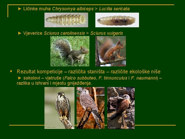 ► Ličinke muha Chrysomya albiceps > Lucilia sericata ► Vjeverice Sciurus carolinensis > Sciurus