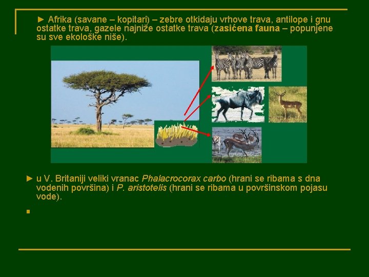 ► Afrika (savane – kopitari) – zebre otkidaju vrhove trava, antilope i gnu ostatke