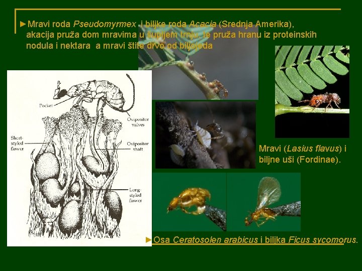 ►Mravi roda Pseudomyrmex i biljke roda Acacia (Srednja Amerika), akacija pruža dom mravima u