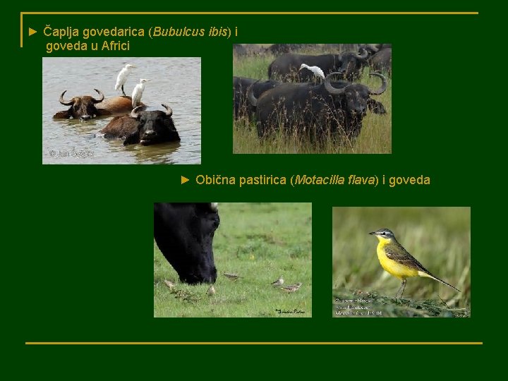 ► Čaplja govedarica (Bubulcus ibis) i goveda u Africi ► Obična pastirica (Motacilla flava)