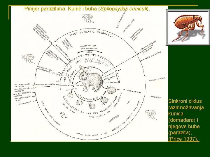 Pimjer parazitima: Kunić i buha (Spilopsyllus cuniculi). Sinkroni ciklus razmnožavanja kunića (domadara) i njegove