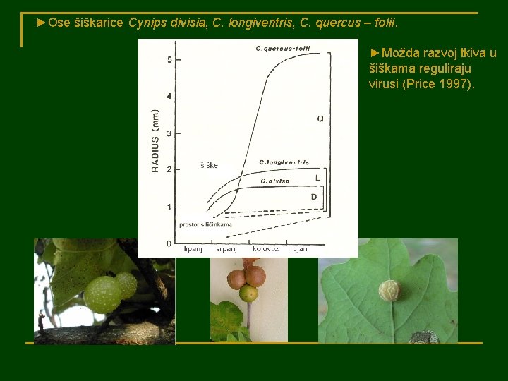 ►Ose šiškarice Cynips divisia, C. longiventris, C. quercus – folii. ►Možda razvoj tkiva u