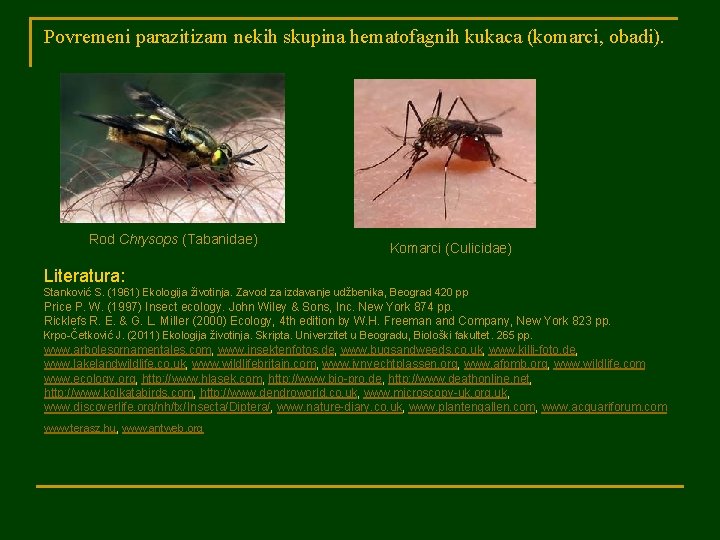 Povremeni parazitizam nekih skupina hematofagnih kukaca (komarci, obadi). Rod Chrysops (Tabanidae) Komarci (Culicidae) Literatura: