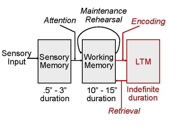 Maintenance Attention Rehearsal Encoding Sensory Input Memory. 5” - 3” duration Working Memory 10”