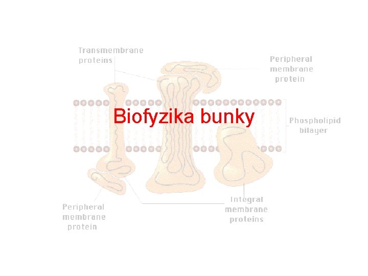 Biofyzika bunky 