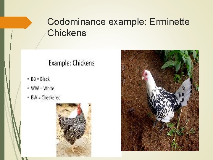 Codominance example: Erminette Chickens Erminette chickens black, but not grey. 