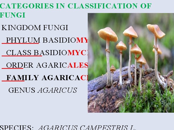 CATEGORIES IN CLASSIFICATION OF FUNGI KINGDOM FUNGI PHYLUM BASIDIO MYCOTA CLASS BASIDIO MYCETES ORDER