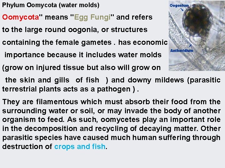 Phylum Oomycota (water molds) Oomycota" means "Egg Fungi" and refers to the large round