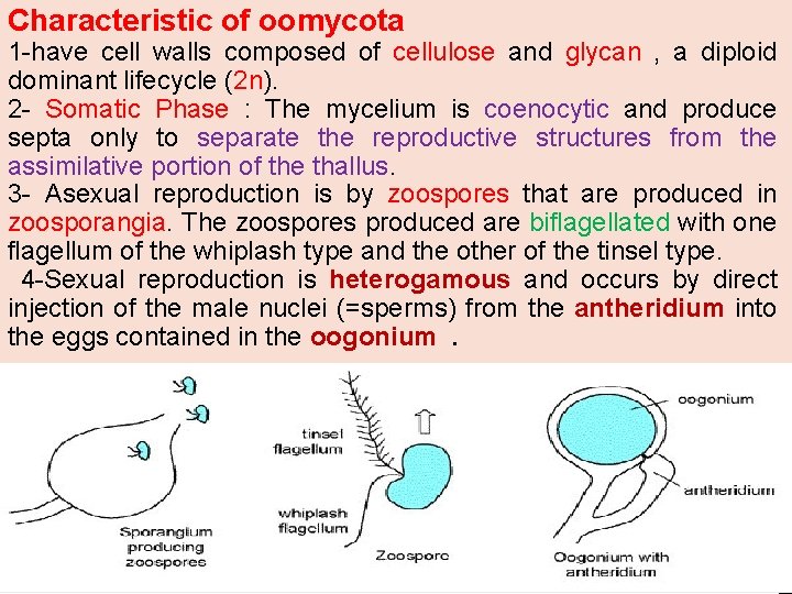 Characteristic of oomycota 1 -have cell walls composed of cellulose and glycan , a