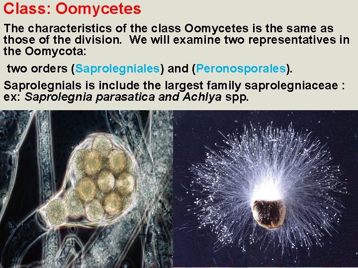 Class: Oomycetes The characteristics of the class Oomycetes is the same as those of
