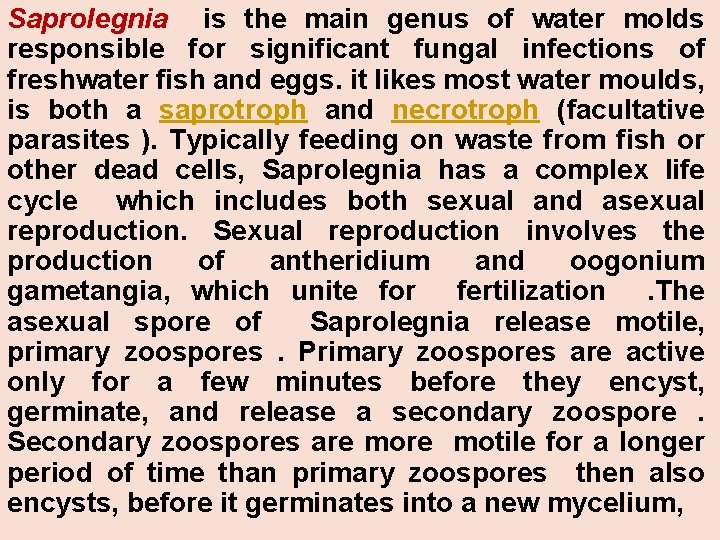 Saprolegnia is the main genus of water molds responsible for significant fungal infections of