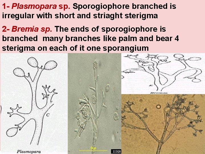 1 - Plasmopara sp. Sporogiophore branched is irregular with short and striaght sterigma 2