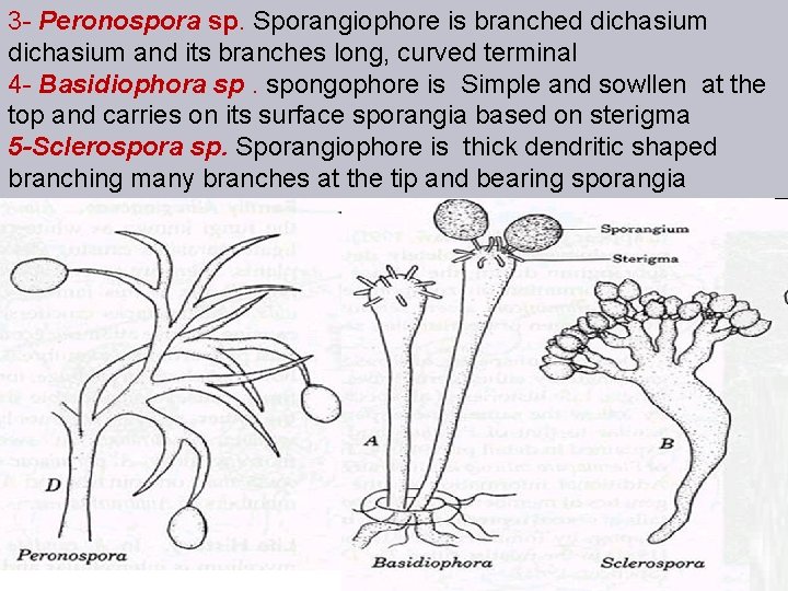 3 - Peronospora sp. Sporangiophore is branched dichasium and its branches long, curved terminal