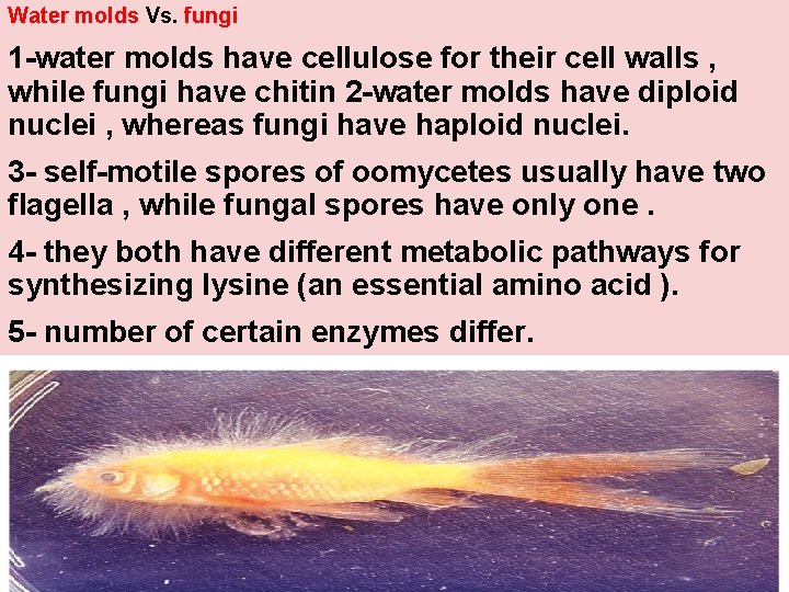 Water molds Vs. fungi 1 -water molds have cellulose for their cell walls ,