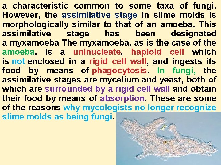 a characteristic common to some taxa of fungi. However, the assimilative stage in slime