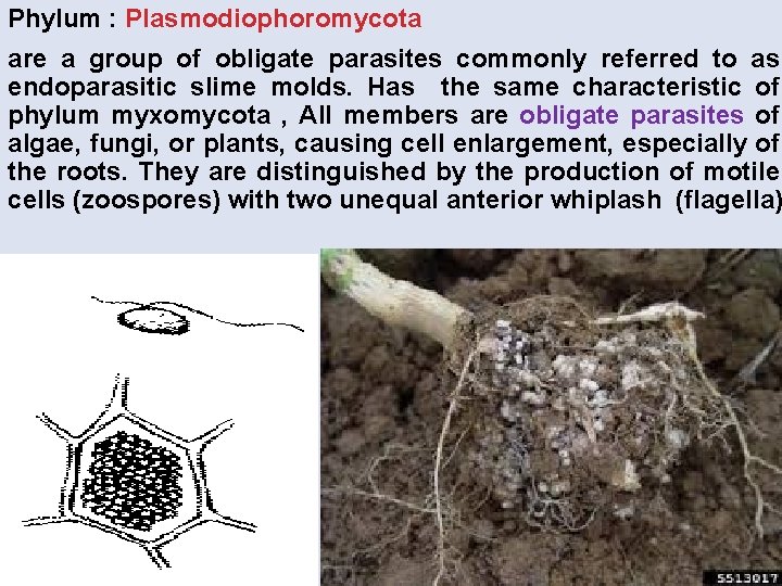 Phylum : Plasmodiophoromycota are a group of obligate parasites commonly referred to as endoparasitic