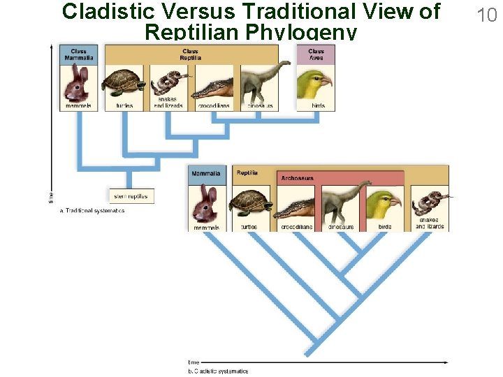 Cladistic Versus Traditional View of Reptilian Phylogeny 10 