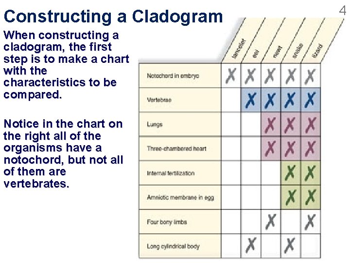 Constructing a Cladogram When constructing a cladogram, the first step is to make a