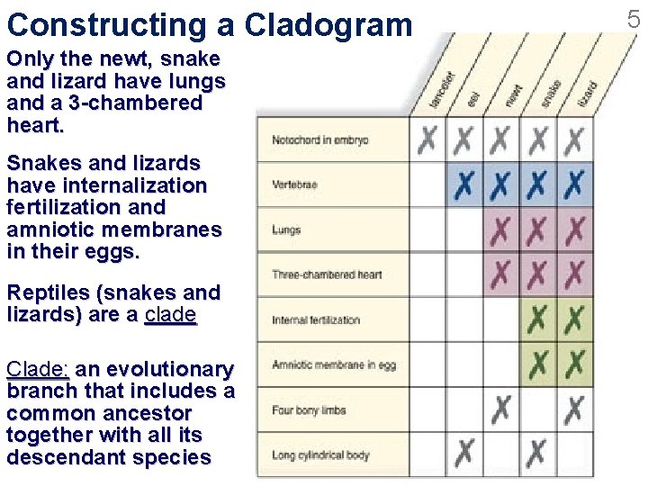 Constructing a Cladogram Only the newt, snake and lizard have lungs and a 3