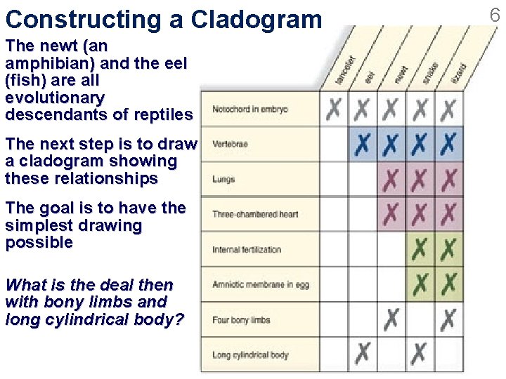 Constructing a Cladogram The newt (an amphibian) and the eel (fish) are all evolutionary