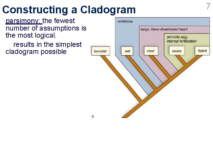 Constructing a Cladogram parsimony: the fewest number of assumptions is the most logical. results