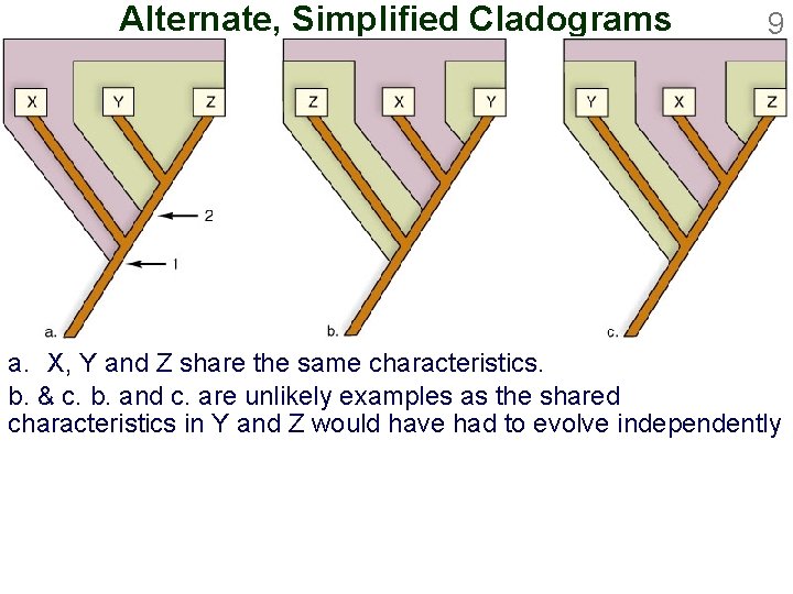Alternate, Simplified Cladograms 9 a. X, Y and Z share the same characteristics. b.