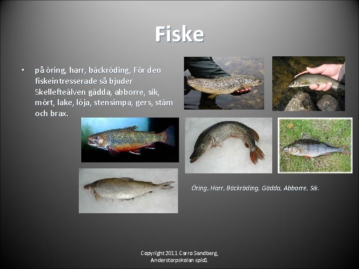 Fiske • på öring, harr, bäckröding, För den fiskeintresserade så bjuder Skellefteälven gädda, abborre,