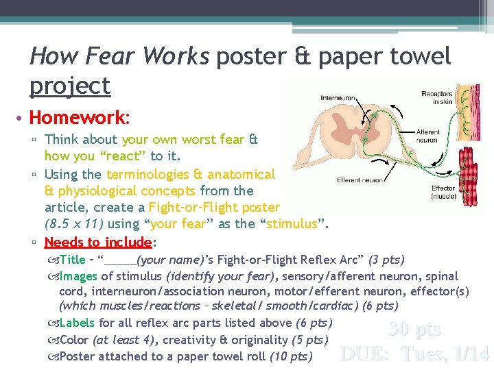 How Fear Works poster & paper towel project • Homework: ▫ Think about your