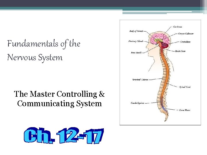Fundamentals of the Nervous System The Master Controlling & Communicating System 