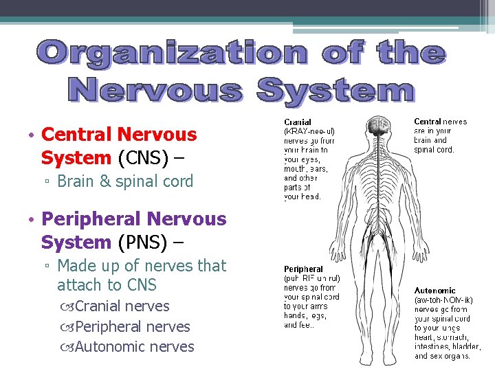  • Central Nervous System (CNS) – ▫ Brain & spinal cord • Peripheral