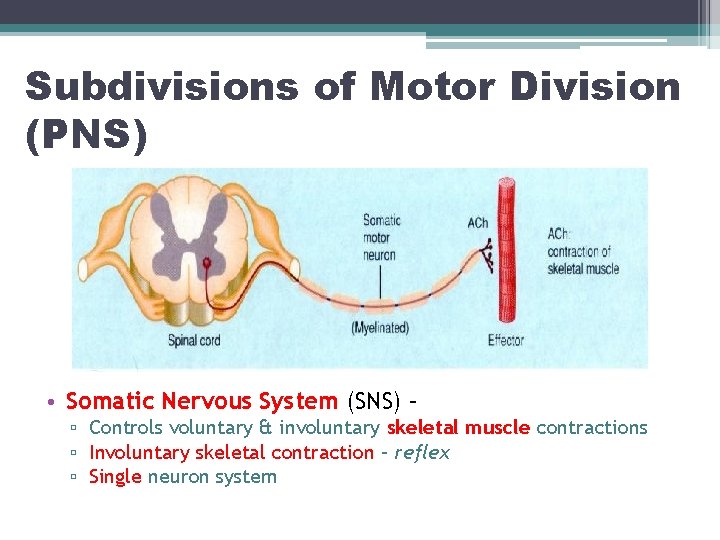 Subdivisions of Motor Division (PNS) • Somatic Nervous System (SNS) – ▫ Controls voluntary