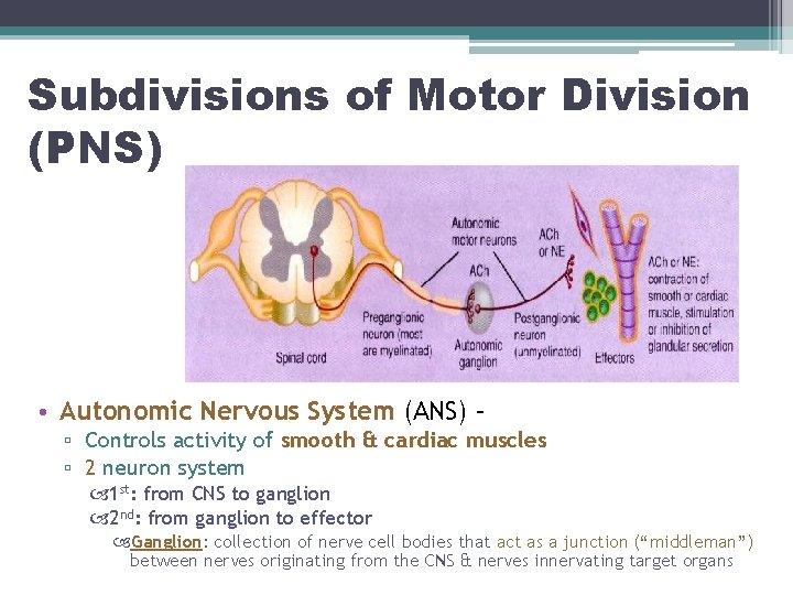 Subdivisions of Motor Division (PNS) • Autonomic Nervous System (ANS) – ▫ Controls activity