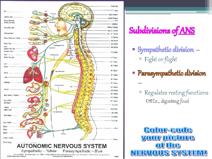 Subdivisions of ANS • Sympathetic division – ▫ Fight or flight • Parasympathetic division