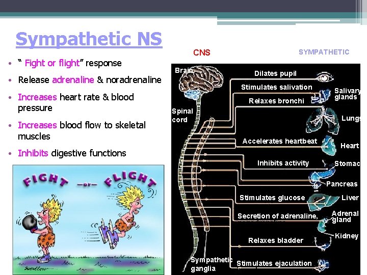 Sympathetic NS • “ Fight or flight” response • Release adrenaline & noradrenaline •