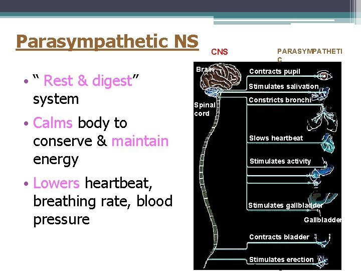 Parasympathetic NS • “ Rest & digest” system • Calms body to conserve &