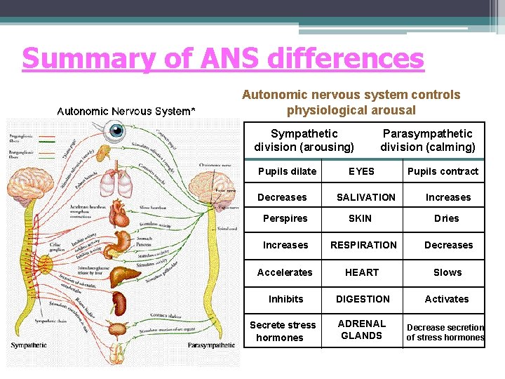 Summary of ANS differences Autonomic nervous system controls physiological arousal Sympathetic division (arousing) Pupils