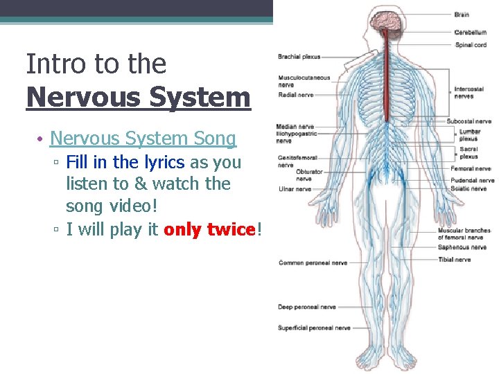Intro to the Nervous System • Nervous System Song ▫ Fill in the lyrics
