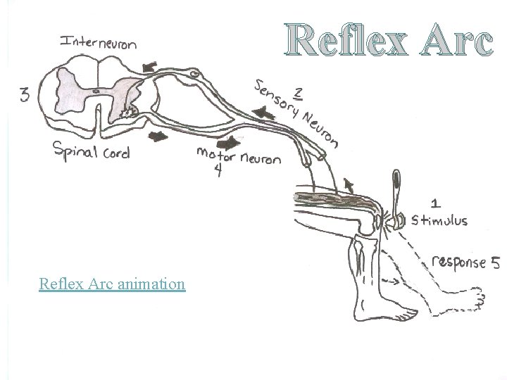 Reflex Arc animation 