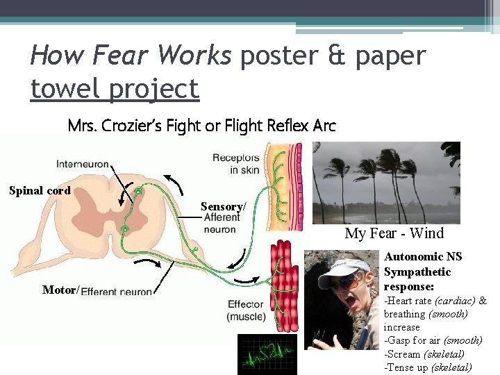 How Fear Works poster & paper towel project Mrs. Crozier’s Fight or Flight Reflex